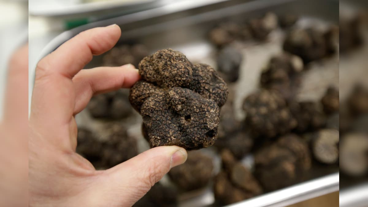 Truffle Mushrooms కాన్సర్‌‌ను తరిమికొట్టే నల్ల పుట్టగొడుగులు What