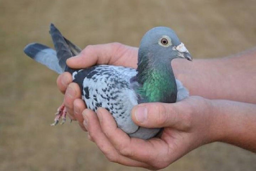 Armando pigeon, pigeon auction, armando auction, PIPA pigeon bid, Rs.10 crore pigeon, pigeon race, అర్మాండో పావురం, పావురం వేలం, పావురం ధర 10 కోట్లు, 10 కోట్ల పావురం, పావురాల రేస్