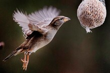 World Sparrow Day : మనకి మేలు చేసే పిచ్చుకలను ఇలా కాపాడుకుందాం..