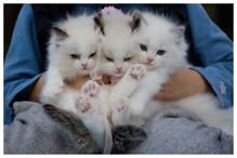 Pets Insurance : మీ పెంపుడు జంతువులకి ఇన్సూరెన్స్ చేయించారా.. లాభాలివే..