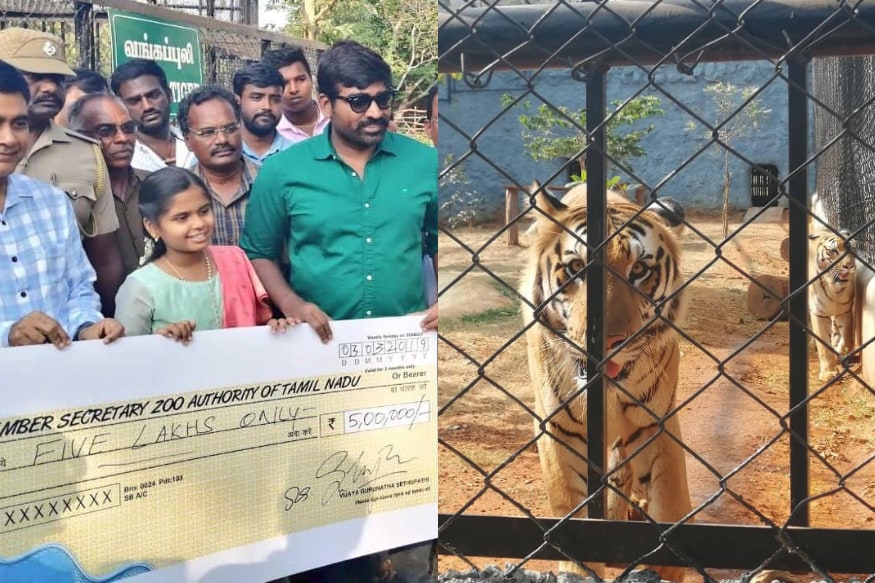 Tamil Star Hero Vijay Sethupathi adopted two tigers and Given 5 lacks fund to Chennai Zoo pk.. ఎవరైనా కుక్కల్ని, పిల్లుల్ని దత్తత తీసుకుంటారు.. వాటిని పెంచుకుంటారు. కానీ పులుల్ని దత్తత తీసుకోవడం ఏంటి అనుకుంటున్నారా..? అవును.. వినడానికి కాస్త కొత్తగా అనిపించినా కూడా ఇప్పుడు తమిళ్ హీరో విజయ్ సేతుపతి ఇదే చేసాడు. vijay sethupathi,vijay sethupathi twitter,vijay sethupathi tigers adopts,vijay sethupathi adopts two white tigers,Vijay Sethupathi adopts two tigers,Vijay Sethupathi movies,Vijay Sethupathi sye raa narasimha reddy,telugu cinema,Vijay Sethupathi donates 5 lacks to zoo,విజయ్ సేతుపతి,విజయ్ సేతుపతి పులులు,పులుల్ని దత్తత తీసుకున్న విజయ్ సేతుపతి,విజయ్ సేతుపతి సైరా నరసింహారెడ్డి,విజయ్ సేతుపతి సినిమాలు,విజయ్ సేతుపతి చెన్నై జూ పార్క్