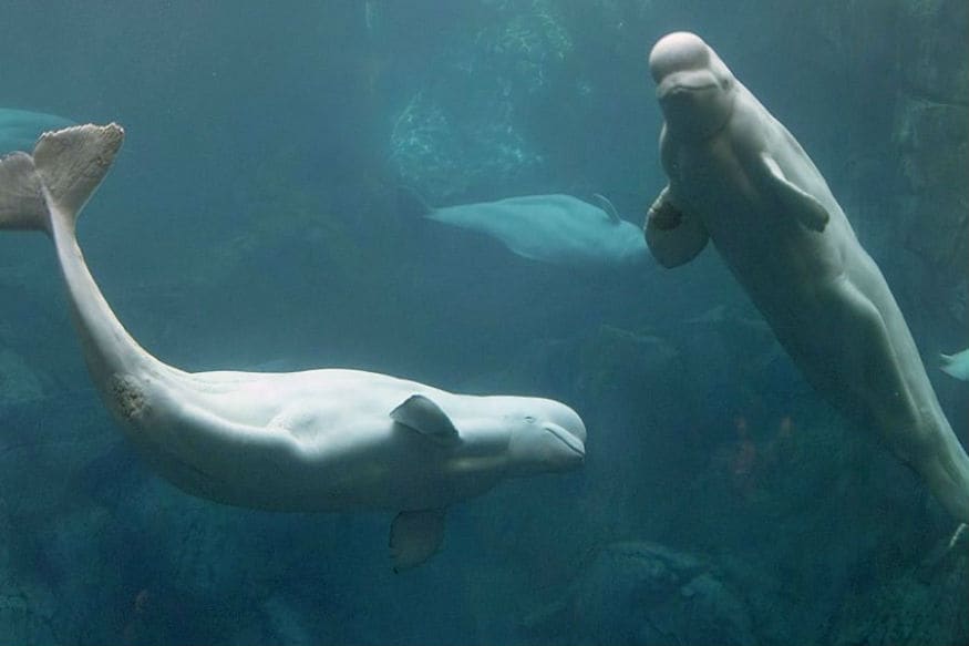 whale, russia, harness, beluga whales, soviet russia, norway, military training, whales danger, arctic region, రష్యా, తిమింగలం, తిమింగలాలు, తిమింగలాల సైన్యం, ఆర్మీ తిమింగలాలు, వేల్స్, నార్వే, ఆర్కిటిక్, సోవియట్ రష్యా,