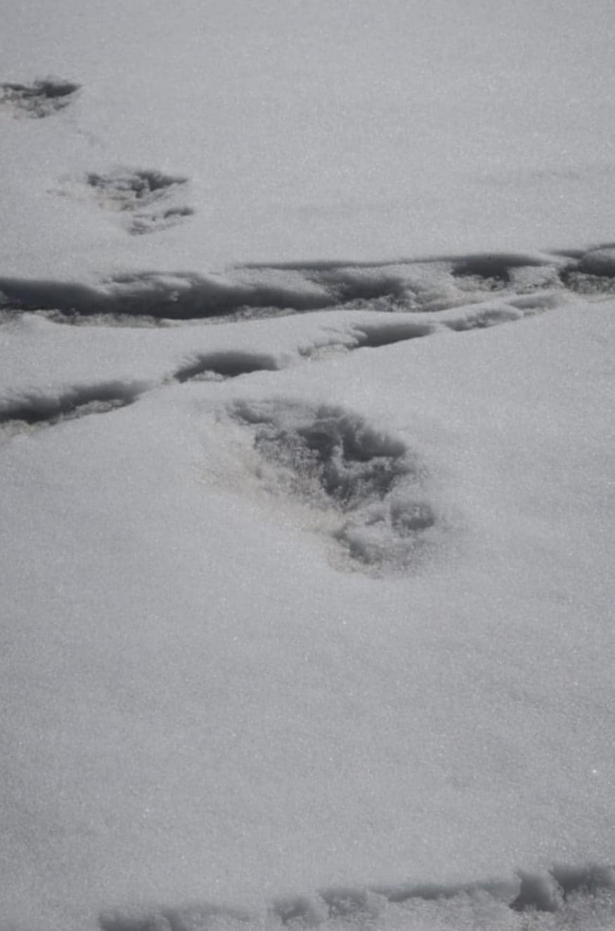 Indian Army, yeti, foot prints, snowman, daily mail, hanuman, oryx, mysterious mythical beast, wolf, bear, hymalayas, యతి, ఎతి, ఇండియన్ ఆర్మీ, భారత సైన్యం, పాద ముద్ర, ఫుట్ ప్రింట్, స్నో మాన్, హనుమంతుడు, హనుమాన్,