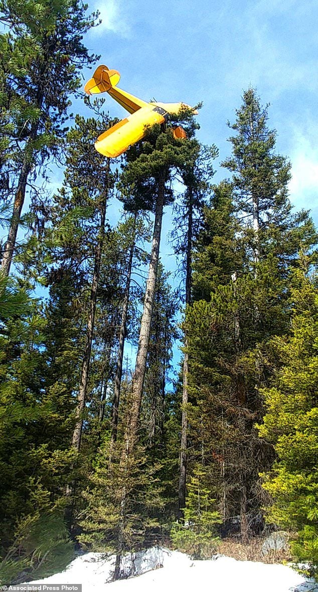 pilot,plane,tree,idaho,usa,america,crash,plane crash,tree,fire department,viral news,safe,పైలట్,విమానం,కూలిన విమానం,చెట్టుపై కూలిన విమానం,చెట్టులో ఇరుక్కున్న విమానం,ప్లేన్ క్రాష్,విమాన ప్రమాదం,ఇడాహో,అమెరికా,వైరల్ న్యూస్,వైరల్,