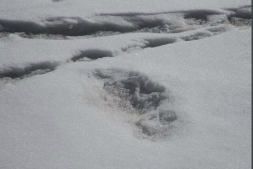 Indian Army, yeti, foot prints, snowman, daily mail, oryx, mysterious mythical beast, wolf, bear, hymalayas, యతి, ఎతి, ఇండియన్ ఆర్మీ, భారత సైన్యం, పాద ముద్ర, ఫుట్ ప్రింట్, స్నో మాన్,