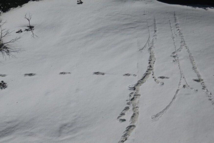 Indian Army, yeti, foot prints, snowman, daily mail, oryx, mysterious mythical beast, wolf, bear, hymalayas, యతి, ఎతి, ఇండియన్ ఆర్మీ, భారత సైన్యం, పాద ముద్ర, ఫుట్ ప్రింట్, స్నో మాన్,