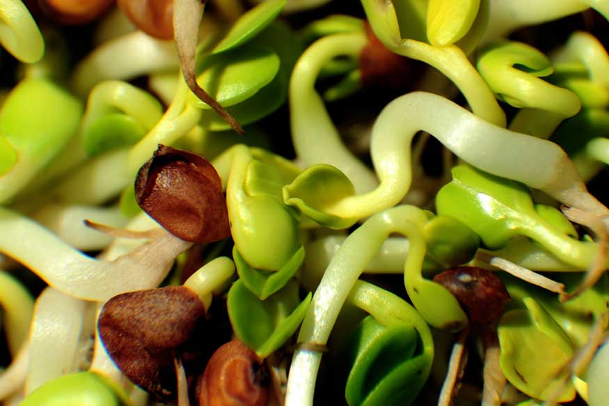  మూంగ్ బీన్ మొలకలు: మూంగ్ బీన్ గింజల్లో ఐరన్, ఫోలేట్, విటమిన్–బి కాంప్లెక్స్, ఫైబర్ వంటి పోషకాలు పుష్కలంగా లభిస్తాయి. ఐరన్, ఫోలేట్, విటమిన్-బి కాంప్లెక్స్ వంటి పోషకాలు మీ మెదడుకు ఉత్తేజాన్ని అందిస్తాయి. ఫైబర్ కంటెంట్ మీ జీర్ణవ్యవస్థను మెరుగుపరుస్తుంది.