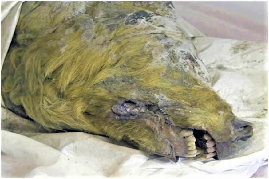 Head, Ice Age, Siberia, Wolf, russia, ice preserved, ice age, animal, viral news, వైరల్ న్యూస్, తోడేలు, సైబీరియా, రష్యా, మంచు యుగం, మమ్మోత్, ఏనుగు,