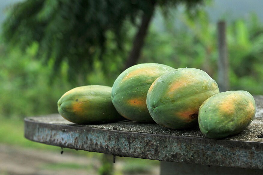  బొప్పాయిలో క్యాలరీలు తక్కువే. అందువల్ల ఎక్కువగా తిన్నా బరువు పెరిగే ప్రమాదం ఉండదు. పైగా... ఇది చెడు కొవ్వును తరిమేస్తుంది. గుండెకు రక్తం చక్కగా సరఫరా అయ్యేలా చేస్తుంది.