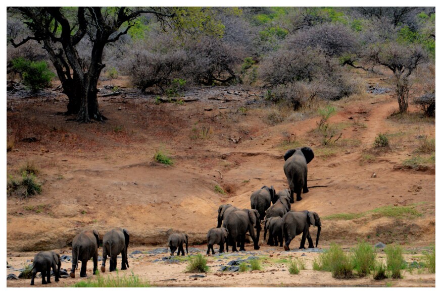 Botswana, elephants ban, hunting elephants, africa country, save elephants, బోత్సవానా, ఏనుగులు, వన్యప్రాణుల సంరక్షణ, ఏనుగుల వేట
