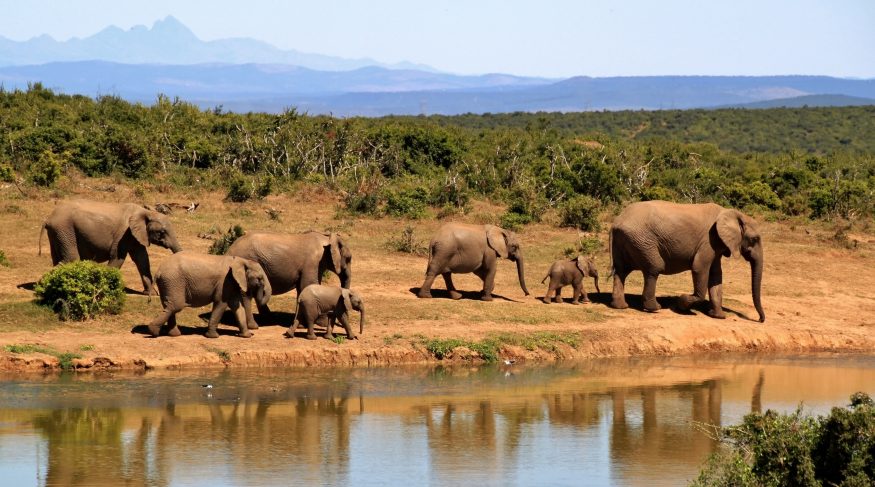 Botswana, elephants ban, hunting elephants, africa country, save elephants, బోత్సవానా, ఏనుగులు, వన్యప్రాణుల సంరక్షణ, ఏనుగుల వేట