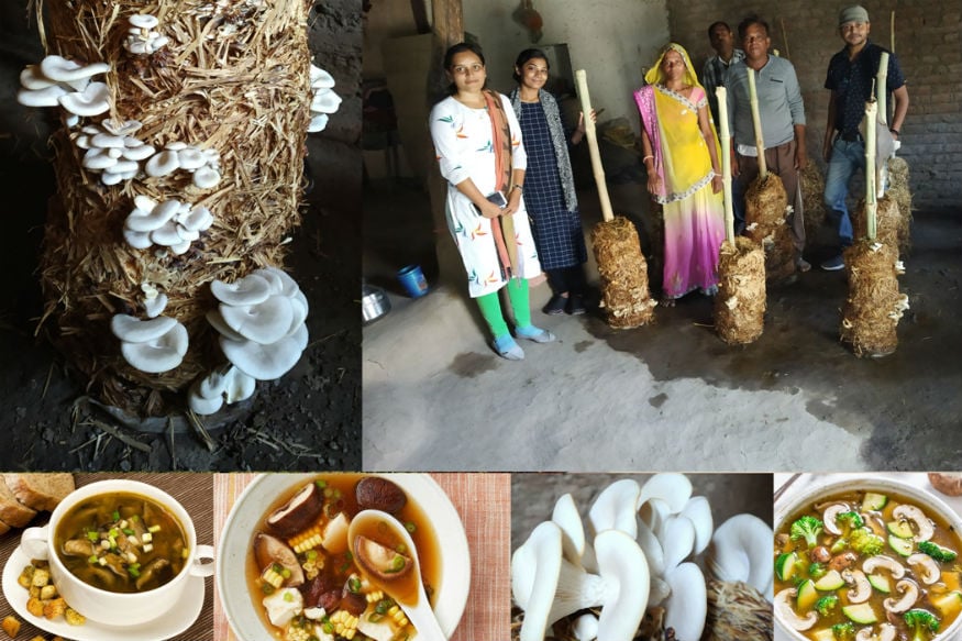 గుజరాత్‌లో మరో విప్లవం... పుట్టగొడుగుల పెంపకం... మూడు రెట్లు అధిక