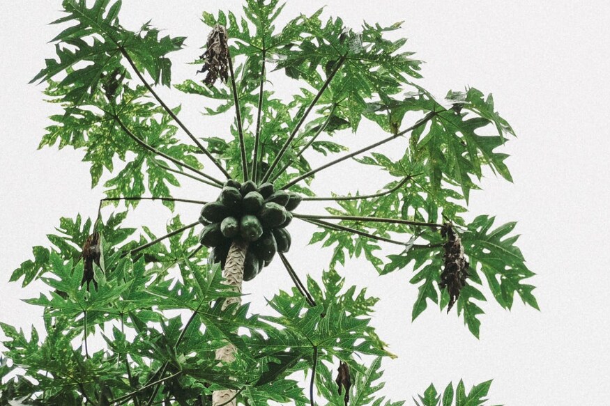  బీపీ, షుగర్ ఉన్నవాళ్లు కూడా బొప్పాయి తింటే మంచిదే.