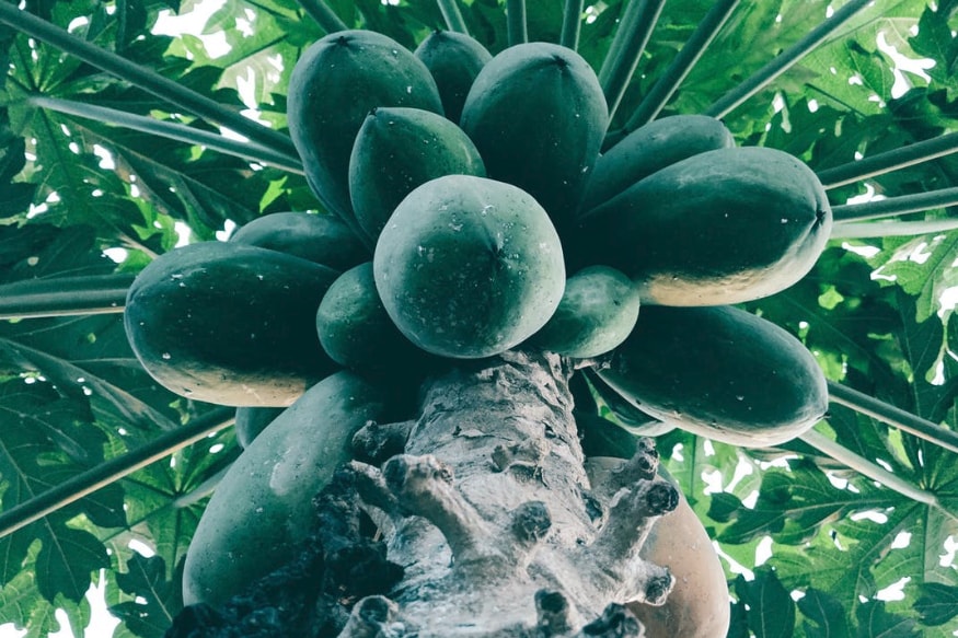  బొప్పాయిని ప్రెగ్నెన్సీ ఉన్నవారు తినకూడదు. ఎందుకంటే... బొప్పాయి విపరీతంగా వేడి చేస్తుంది. అందువల్ల గర్భిణీ మహిళలు బొప్పాయి ఎక్కువగా తింటే ప్రమాదమే.