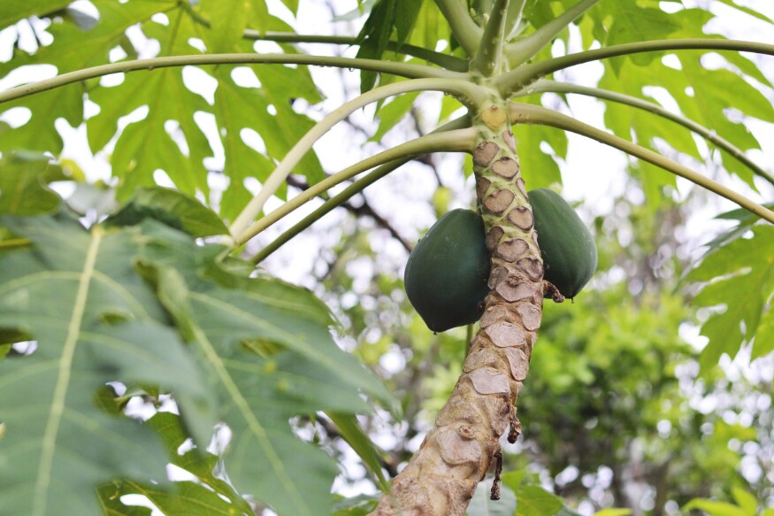  అలసట, నీరసం వంటి అనారోగ్య సమస్యల్ని బొప్పాయి తొలగిస్తుంది. ఎర్ర రక్త కణాల సంఖ్య పెరిగి... బలం వస్తుంది.