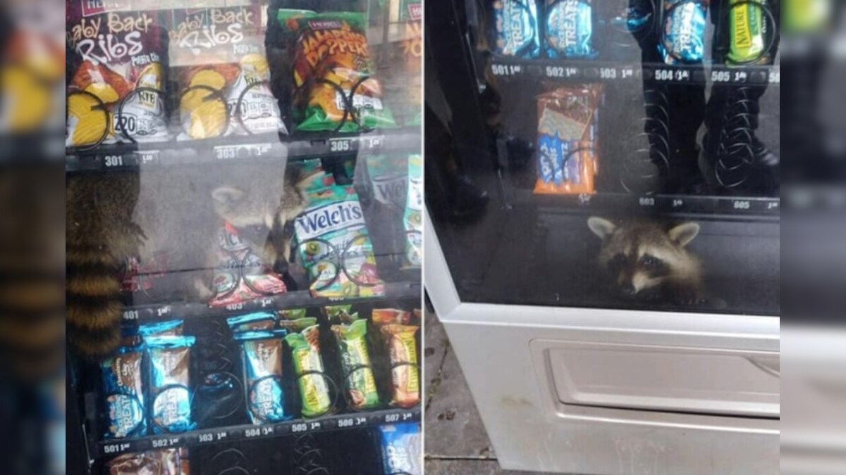 Video వెండింగ్ మెషిన్‌లో చిక్కుకున్న 'రక్కూన్'... ఎలా రక్షించారంటే