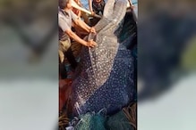 Video: వామ్మో..107 కేజీల భారీ షార్క్... ధరెంతో తెలుసా..?