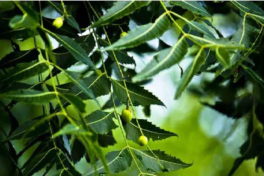 వేప (Neem) : ప్రాచీన కాలం నుంచీ ఆయుర్వేదంలో తప్పనిసరి ప్రొడక్ట్ ఏదైనా ఉందా అంటే అది వేప అని చెప్పుకోవచ్చు. వేపలో సూక్ష్మజీవుల్ని చంపేసే యాంటీ-ఇన్ఫ్లమేటరీ గుణాలు బోలెడన్ని ఉన్నాయి. వేప నూనె లేదా వేప పేస్ట్ ఏదైనా సేకరించండి. లేదా వేపాకుల్ని గుజ్జులా చేసి పిండితే రసం వస్తుందిగా... దాన్ని సేకరించుకోండి. దాన్ని తలకు బాగా పట్టించండి. ఓ పావు గంట అలా జుట్టును ఆరనివ్వండి. ఆ తర్వాత చుండ్రుతోపాటూ... పేలూ పోతాయి.