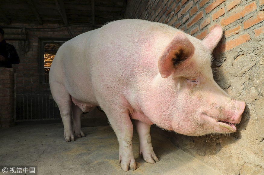 china,pig,la caja china,pig roast,caja china,china news,riding a pig,peppa pig,pig in china,pig riding,pigs,papa pig,pepa pig,pig peppa pig,riding a pig funny,how to pig,chinese lady riding pig,chinese woman riding pig,us china tariff,human faced pig,how to roast pig,china food,life of pig,mutant pig,roated pig,roast a pig,hilarious pig videos,hilarious pig riding,grilled pig,farmer riding pig,చైనా పందులు,చైనా పందుల పెంపకం,చైనా పిగ్,చైనా పంది మాంసం,పోర్క్,
