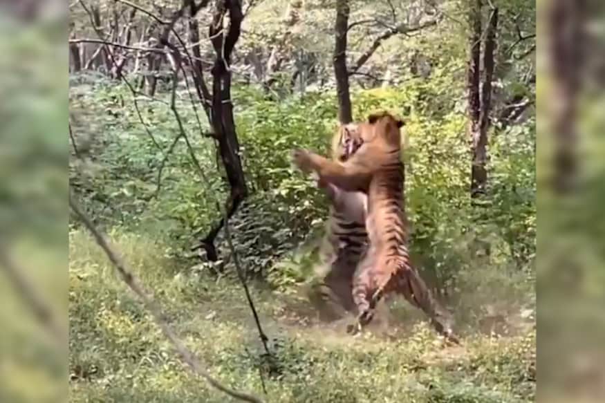 tiger,fight,tiger fight,tiger vs lion,lion vs tiger real fight,lion vs tiger,lion vs tiger fight,tiger attack,animal fights,lion vs tiger fight to death,tiger vs tiger,tiger vs dog fight,dog vs tiger fight,tiger vs lion fight,tiger vs tiger fight,animal fight,tiger (animal),tiger vs pitbull fight,tiger vs lion real fight,lion vs tiger full fight,tiger vs lion full fight,tigers,ranthambore national park,ranthambore,national park,ranthambore national park tiger,ranthambore national park safari,rathambore national park,ranthambore national park (protected site),ranthambore fort,ranthambore tiger safari,ranthambore safari,ranthambore national park vlog,ranthambore national park trip,ranthambore national park 2019,ranthambore national park wiki,ranthambore national park zone 2,telugu news, పులుల భీకర యుద్ధం, ఆడపులి కోసం కొట్లాట