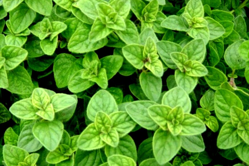 News18 Telugu Health ఒరెగానో వాడుతున్నారా... కిచెన్‌లో ఇది ఉంటే