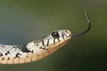 Indian Snakes App: పాము కరిచిందా? ఈ యాప్ హెల్ప్ తీసుకోండి