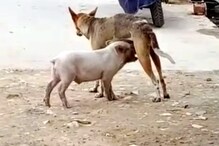 Video : ఆశ్చర్యం... పంది పిల్లకు పాలిచ్చిన కుక్క