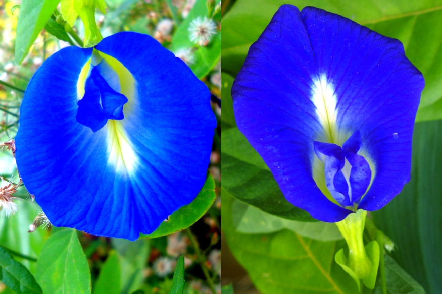 Butterfly Pea Flower శంకుపుష్పంతో ఆరోగ్య ప్రయోజనాలు మీకు తెలుసా