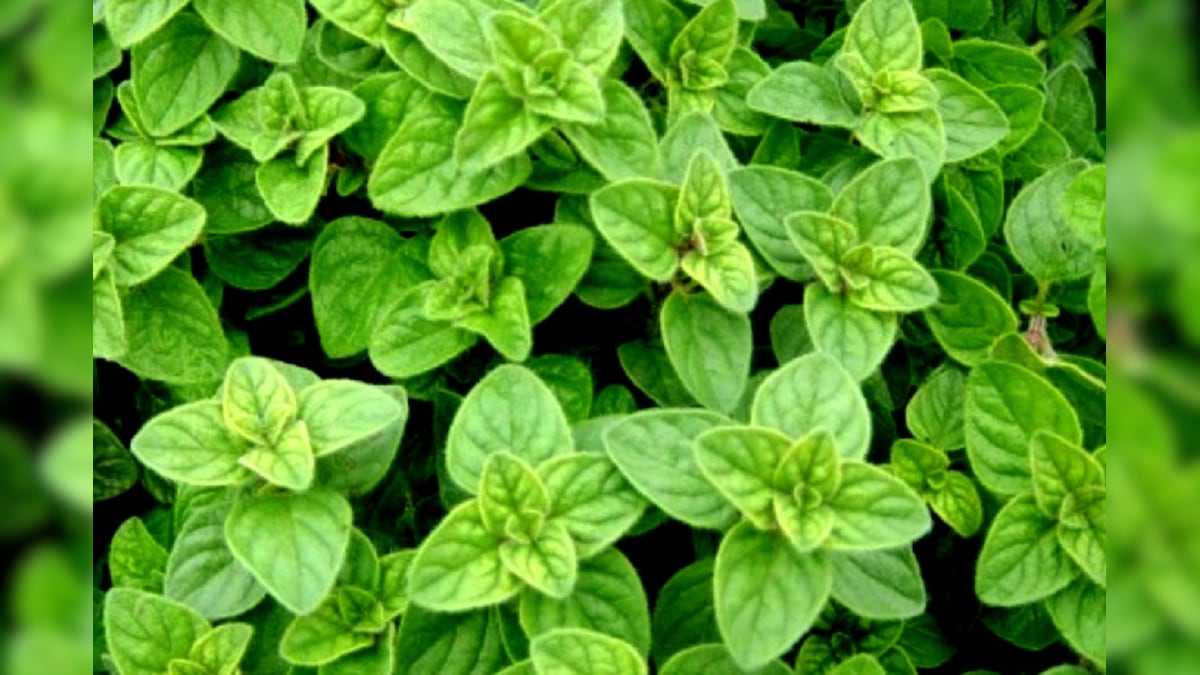 Oregano Health ఒరెగానో వాడుతున్నారా... కిచెన్‌లో ఇది ఉంటే ఆరోగ్యమే