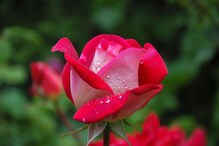 Rose health benefits: రోజా పూలతో చక్కటి ఆరోగ్యం... ఇలా చెయ్యండి
