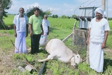 మేత కోసం వెళ్లిన ఎద్దు.. కరెంట్ షాక్తో మృతి మేత కోసం వెళ్లిన ఎద్దు.. కరెంట్ షాక్తో మృతి