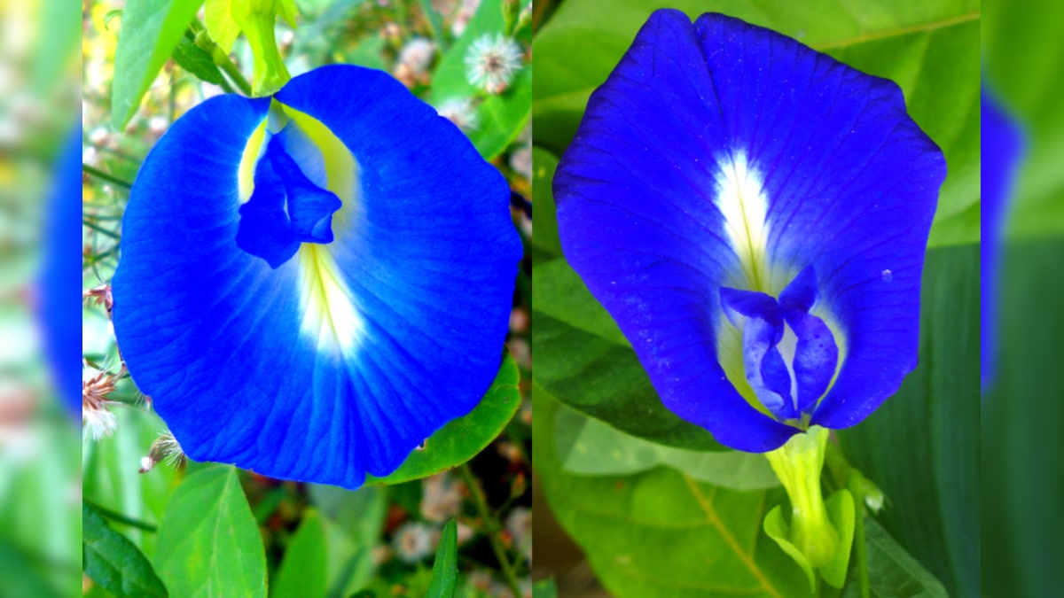 Butterfly Pea flower శంకుపుష్పంతో ఆరోగ్య ప్రయోజనాలు మీకు తెలుసా