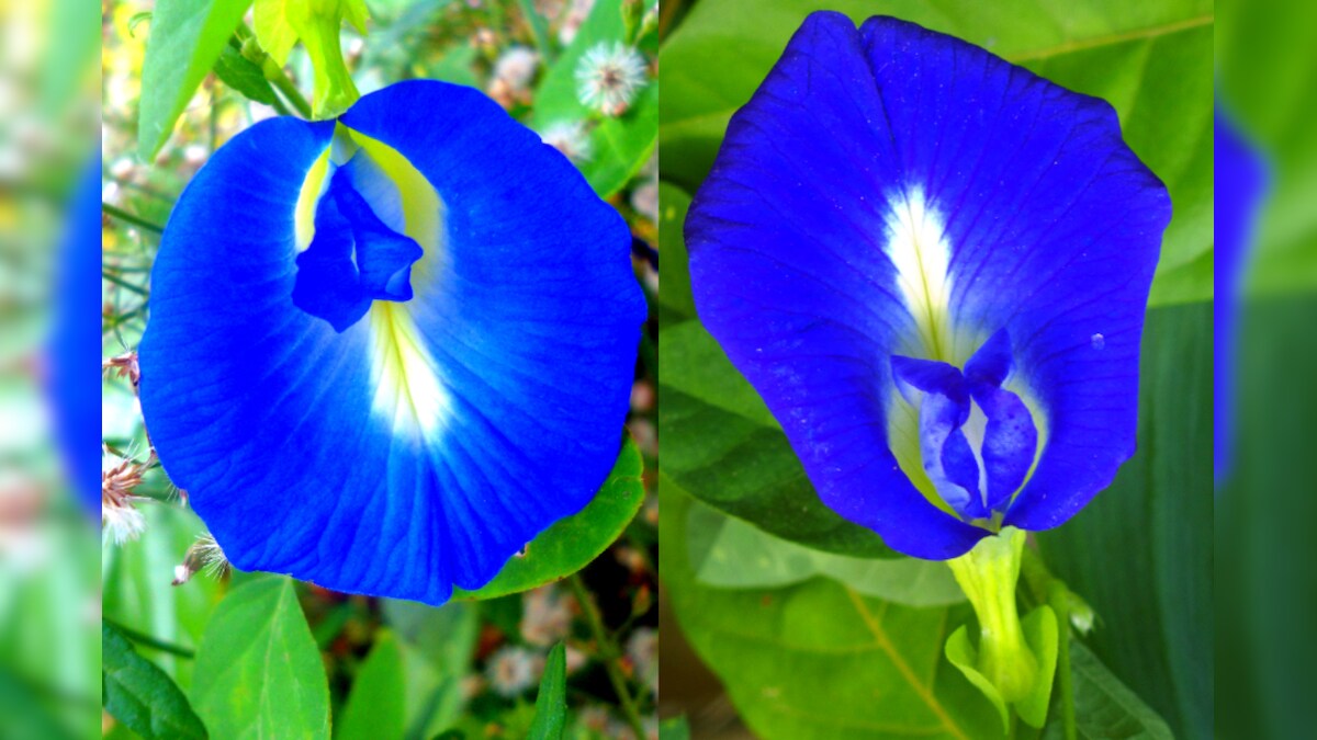 Butterfly Pea flower శంకుపుష్పంతో ఆరోగ్య ప్రయోజనాలు మీకు తెలుసా? News18 తెలుగు