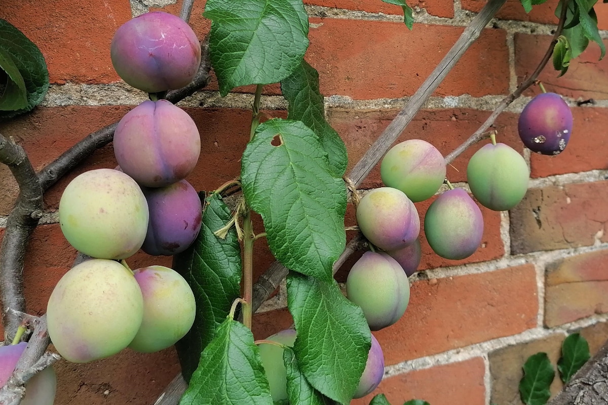 Plum Health ప్లమ్ పండ్లు ఎందుకు తినాలి... 10 ప్రత్యేక కారణాలు News18