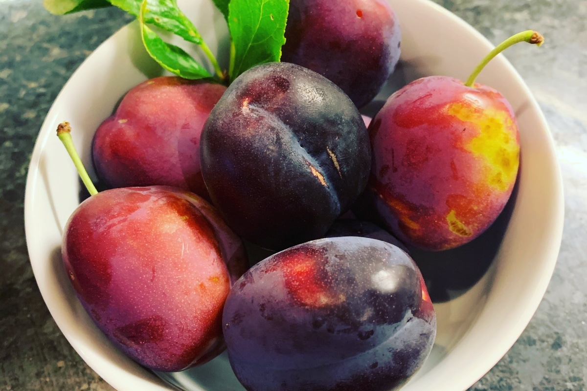 Plum Health ప్లమ్ పండ్లు ఎందుకు తినాలి... 10 ప్రత్యేక కారణాలు News18 తెలుగు