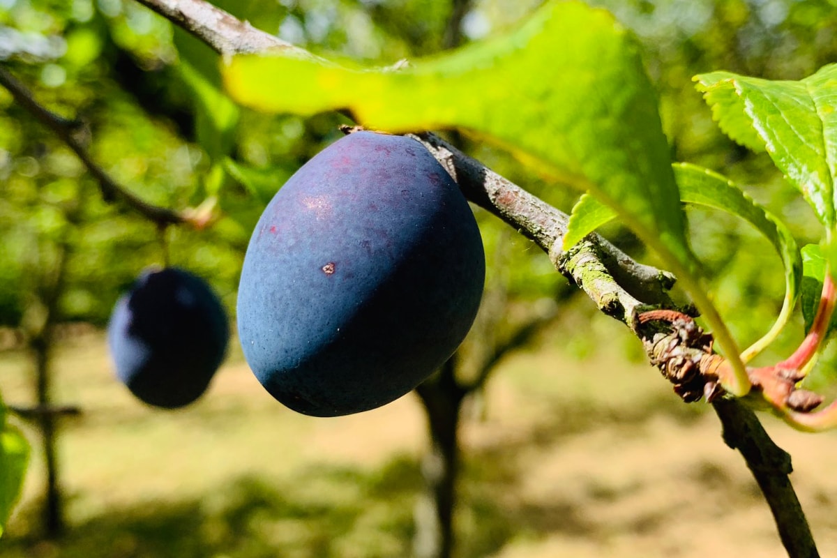 Plum Health ప్లమ్ పండ్లు ఎందుకు తినాలి... 10 ప్రత్యేక కారణాలు News18
