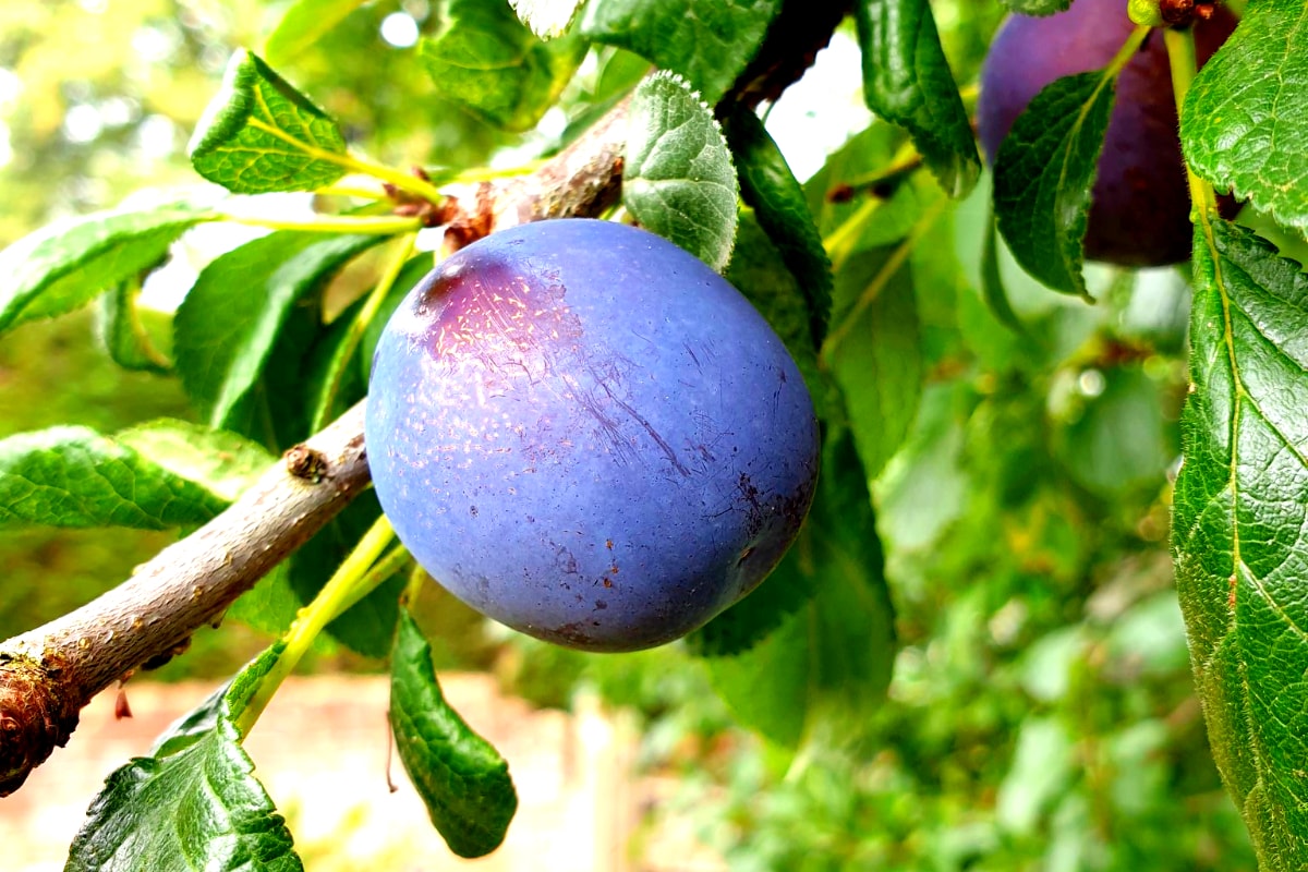Plum Health ప్లమ్ పండ్లు ఎందుకు తినాలి... 10 ప్రత్యేక కారణాలు News18