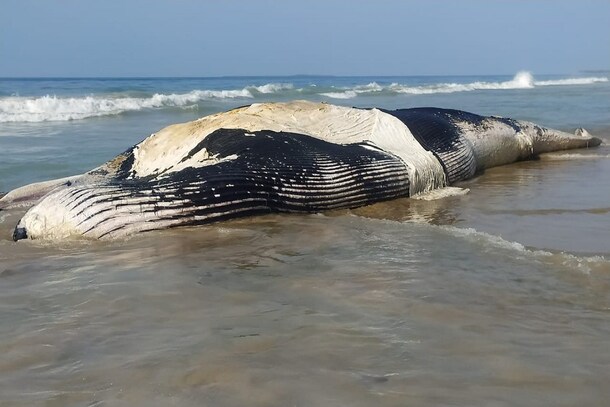 380 తిమింగలాలు మృత్యువాత, మరో 50ని రక్షించిన నిపుణులు