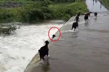Telangana Rains: వరద ప్రవాహంలో కొట్టుకుపోయిన మేకలు.. Telangana Rains: వరద ప్రవాహంలో కొట్టుకుపోయిన మేకలు..