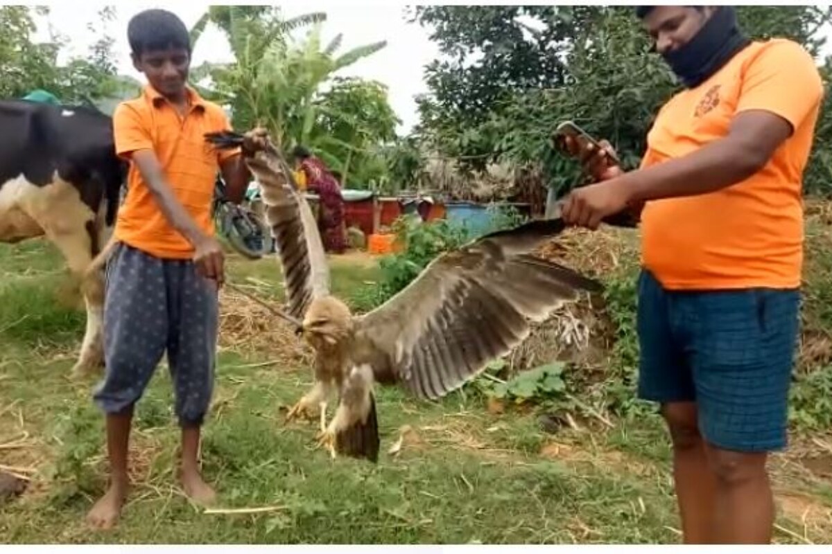 aquiline bird, rare bird, unique bird, eagle bird, ap news, chittoor news, తెలుగు వార్తలు, అరుదైన పక్షి, గద్ద లాంటి పక్షి, తెలుగు న్యూస్, చిత్తూరు వార్తలు,