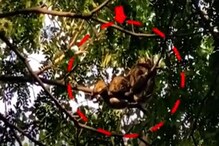 తిరుమలలో భారీ కొండ చిలువ కలకలం...చెట్టు కొమ్మపై...| Watch