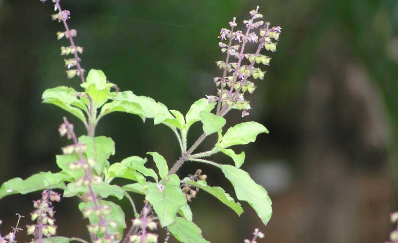  Basil: తులసి మొక్క ఆకులు, పూలూ అన్ని ఔషధ గుణాలతో ఉంటాయి. రోజూ రెండు తులసి ఆకులు తినేయండి. అంతే... ఎయిర్ పొల్యూషన్ సమస్య నుంచి మీరు చాలా వరకూ బయటపడతారు. ఆకుల్ని కడిగి, శుభ్రం చేసుకొని తినగలరు.