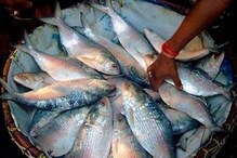 Ilish Fish: బెంగాల్లో పులస చేపల సందడి... పులసలకూ దేవి నవరాత్రులకూ సంబంధమేంటి? Ilish Fish: బెంగాల్లో పులస చేపల సందడి... పులసలకూ దేవి నవరాత్రులకూ సంబంధమేంటి?