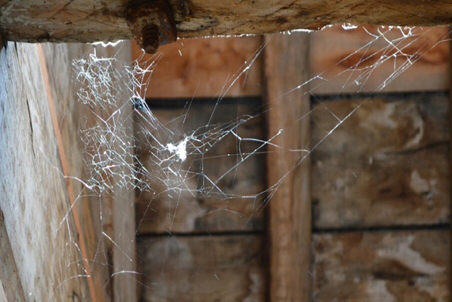  Repel Spiders: సాలీళ్లు మనకు ఏ హానీ చెయ్యవు. అలాగని వాటిని మన ఇళ్లలోకి రానిస్తే... ఇల్లంతా పురాతన బంగ్లాలా మార్చేస్తాయి. ఎక్కడ వీలైతే అక్కడ గూడు కట్టి... ఇంటీరియర్‌ను చెడగొడతాయి. అందువల్ల సాలీళ్లను బయటే ఉంచుకోవాలి. వాటిని తరిమేందుకు మనం ఏ పెస్టిసైడ్సో వాడకూడదు. అలా చేస్తే... వాటికి హాని చేసినట్లవుతుంది. అలాగే... ఆ పెస్టిసైడ్స్ వాసనలు, స్ప్రేలు వంటివి మనకు వికారం కలిగించవచ్చు, లేదంటే సైడ్ ఎఫెక్ట్స్ కలిగించవచ్చు. అందువల్ల... కొన్ని ప్రత్యేక పద్దతులతో చాలా తేలిగ్గా... వాటిని బయటకు పంపేయవచ్చు. ఇంట్లోంచీ బయటకు పోయి... ఏ చెట్టు మీదో అవి గూళ్లు కట్టుకోగలవు.