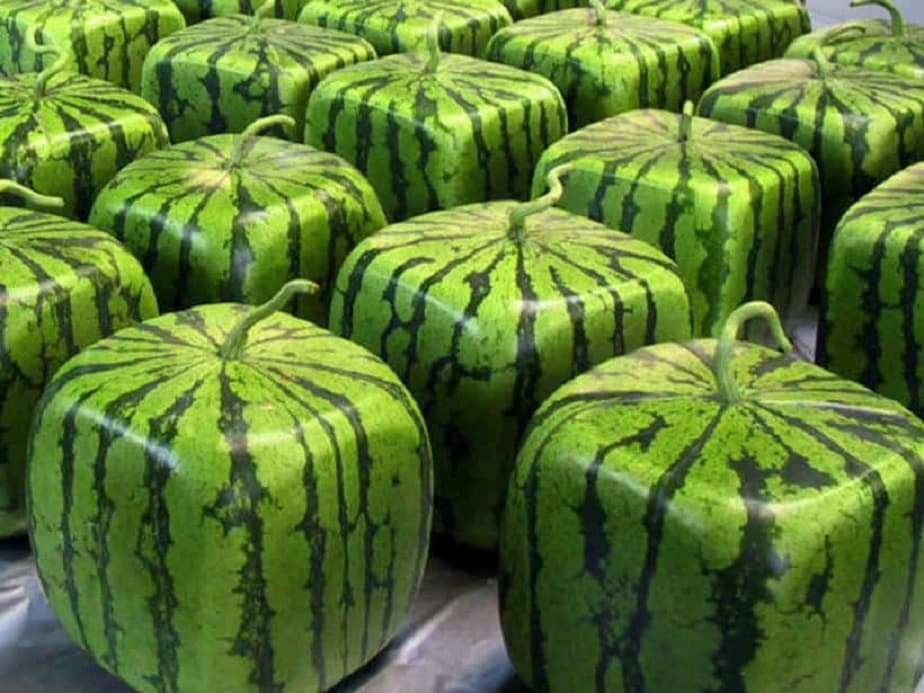  Square Watermelon: మన దగ్గర పుచ్చకాయ మహా అయితే వందో రెండొందలో ఉంటుంది. అదే పుచ్చకాయను ఇదిగో ఇలా స్క్వేర్ ఆకారంలో పండేలా చేస్తారు జపనీయులు. అందుకోసం పండు పెరిగేటప్పుడే... దాని చుట్టూ ఓ ఇనుప స్క్వేర్ బాక్సును ఉంచుతారు. ఇక అది స్క్వేర్ ఆకారంలో పెరుగుతుంది. ఈ పుచ్చకాయలను జపనీయులు అంతగా తినరు. వీటిని పార్టీలు జరిగినప్పుడు డెకరేషన్ కోసం ఉంచుతారు. ఆ మధ్య ఇలాంటి ఓ పండును రూ.61,000 అమ్మారు.