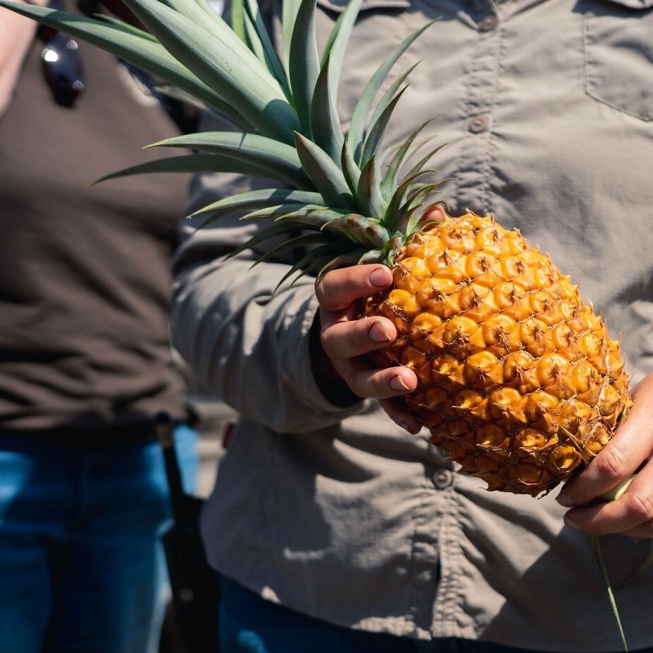  అంత రేటు ఎందుకు? ఏంటి వాటి ప్రత్యేకత అని మీకు అనిపించవచ్చు. ఇంగ్లండ్ వాతావరణంలో పైనాపిల్స్ పండవు. అందువల్ల ఇవి అరుదైన పైనాపిల్స్ అయ్యాయి. అందుకు తగ్గట్టే వాటి ధర ఆ రేంజ్‌లో ఉంది.