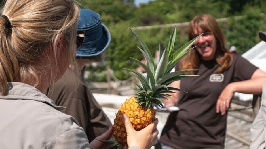  Lost Gardens of Heligan Pineapple: లాస్ట్ గార్డెన్స్‌కి చెందిన హేలిగాన్ పైనాపిల్. ఈ జాతి పైనాపిల్స్... ఇంగ్లండ్‌... హేలిగన్‌లో ఉన్న లాస్ట్ గార్డెన్స్‌లో పండుతాయి. వీటి ధర ఎంతో తెలుసా... ఒక్కొక్కటీ... రూ.11,50,000