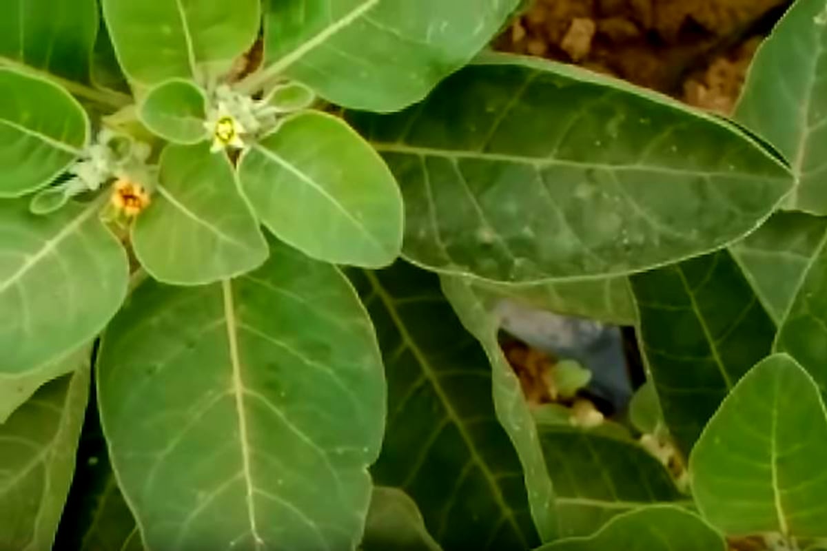  2.Ashwagandha: ఆయుర్వేద చికిత్సలో వాడే అశ్వగంధ ఒక పురాతన ఔషధ మూలిక. ఇది ఒత్తిడిని నివారించడానికి సహాయపడుతుంది. తీవ్రమైన పని ఒత్తిడిలో ఉన్న యువ నిపుణులు దీన్ని వాడితే మంచి ప్రయోజనం ఉంటుంది. ఇది నాడీ వ్యవస్థలో కెమికల్ సిగ్నలింగ్‌ను నియంత్రిస్తూ మానసిక ప్రశాంతతను చేకూరుస్తుంది. ఒత్తిడి, ఆందోళన లక్షణాలను అశ్వగంధ సమర్థంగా తగ్గిస్తుందని అనేక అధ్యయనాలు వెల్లడించాయి. ఉపకర్మ ఆయుర్వేద, డాబర్, హిమాలయ సంస్థల అశ్వగంధ ఉత్పత్తులు మార్కెట్లో లభిస్తున్నాయి. (image credit - youtube - good living)