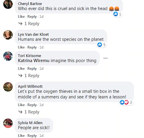 Baby kangaroo, Kangaroo inside Post Box, viral news, viral tweet, trending tweet, trending news, కంగారు, ఆస్ట్రేలియా న్యూస్, వైరల్ న్యూస్, వైరల్ ట్వీట్, ట్రెండింగ్ ట్వీట్,
