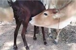 ఆవు దూడెకు పాలిచ్చి పెంచుతున్న మేకలు.. ఆశ్చర్యపరిచే ఈ వీడియో చూడండి